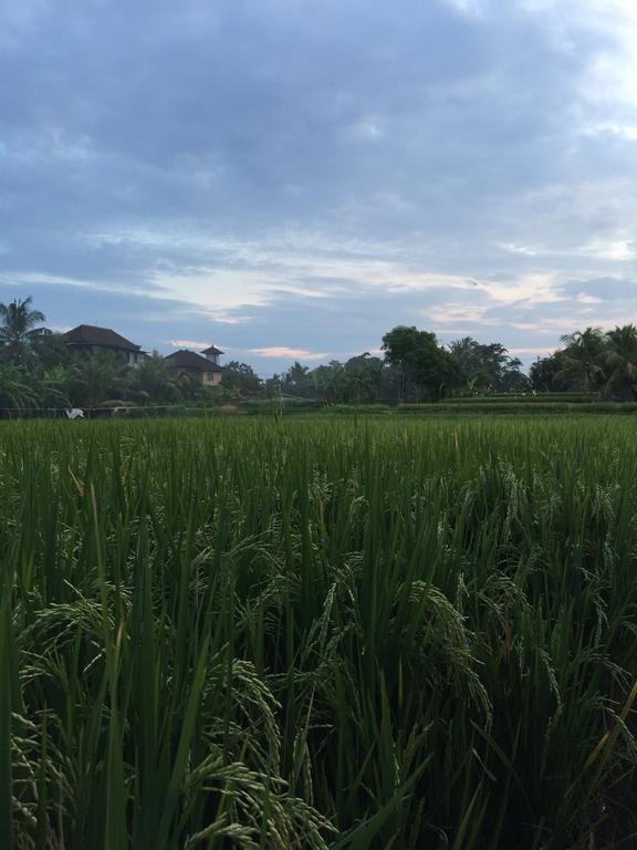 Pondok Buda Merta Ubud  Ngoại thất bức ảnh